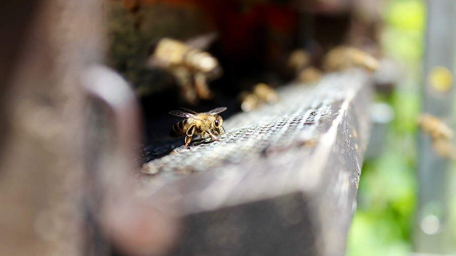 Biene im Bienenstock